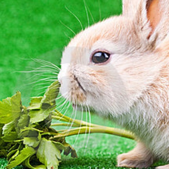 rabbitfood547